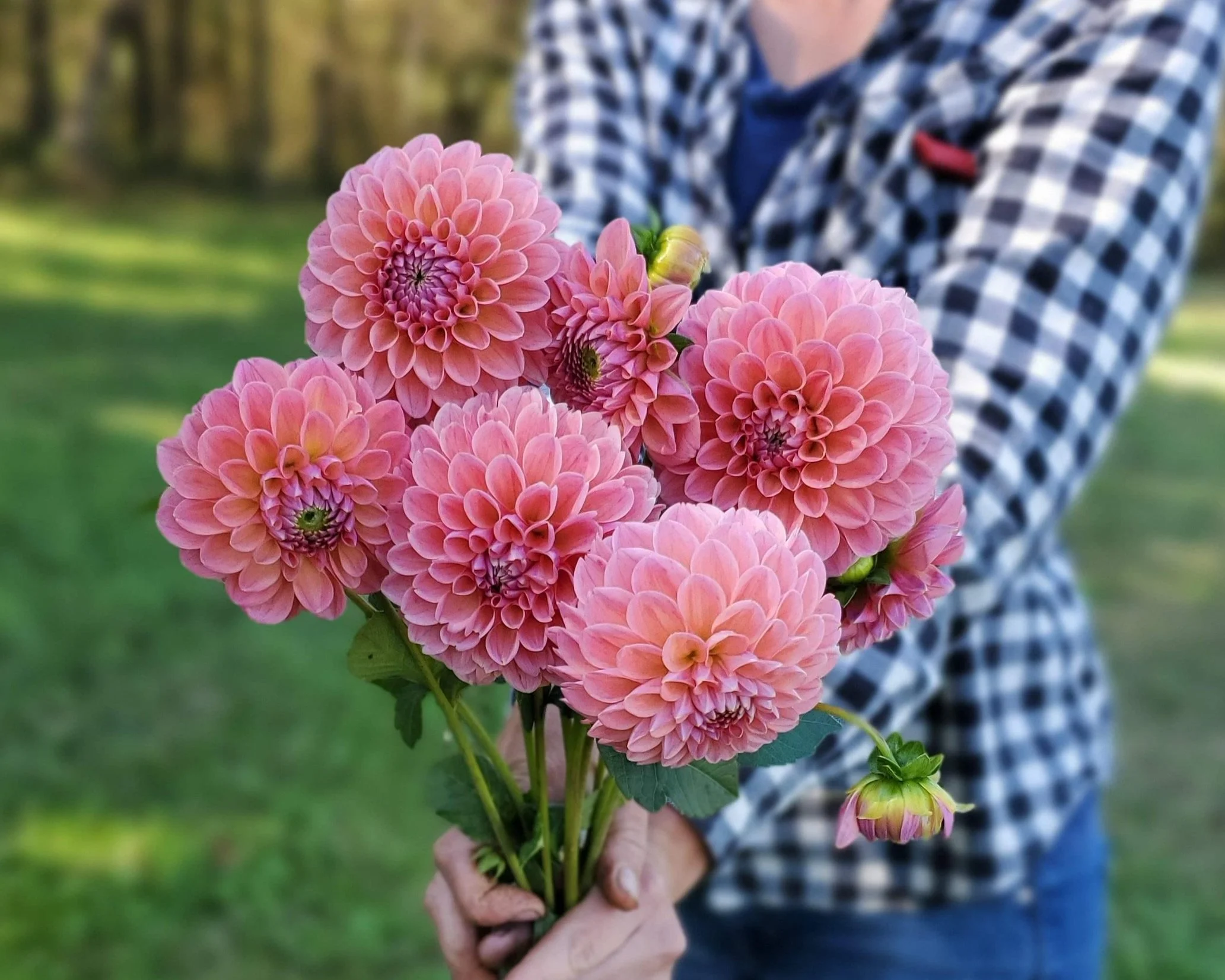 ＊Dahlia＊ページ Dahlia Flower Cross Stitch Kit, code 150-008 Magic Needle